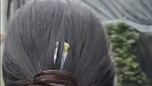 女子养了只鹦鹉，天天都要藏在头发里，这头发几个月没洗了