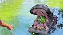 河马吃西瓜