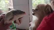 鱼 ：来，嘴一个      狗：”不，我不想！！