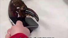 隔着屏幕都觉得自己被龙虾钳子夹痛了