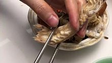 必备吃皮皮虾技能！你会了吗