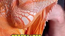 谁说冷血动物没感情，国外小哥收养的这只蜥蜴可比狗还粘人