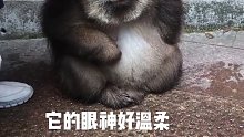 应该组织峨眉山猴子观看，二十四小时滚动播放，每天一篇观后感，不能少于800字。