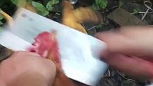 鸡：懒得磨刀你TM杀什么鸡？