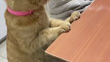 猫：愣着干嘛？还不快去给我拿碗筷！