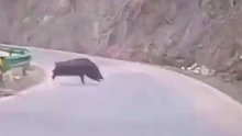 网友驾车路遇疯狂奔跑的野猪这一身腱子肉