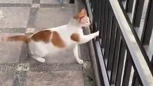 猫咪是液体，橘猫不是。