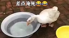 史上第一只被淹死的鸭子