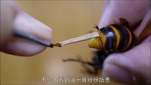 养蜂人“辣手催蜂”，将马蜂“大肠”扯出，却是为它好？