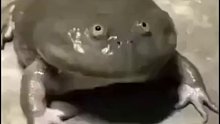无聊给牛蛙挠痒痒