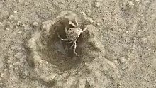 沙滩上的小螃蟹超快速地给自己盖好一座“小房子”