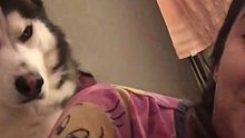 看到没 女朋友生气了 狗都会哄