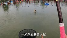 这家钓场之前我来了三次被盘了三次，这一次来连老板娘都看不起我了。看我能否破釜沉舟盘老板 (17)