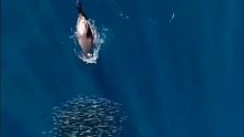 这么灵活捕鱼的是海豚吗