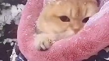 猫咪 ：我不冷！我就是看到雪有点激动 ！