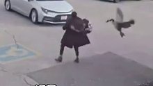 大鹅追着女子猛打 钻进车里遭一脚踢开