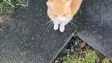 路上遇到一只猫自己走过来求摸摸，没想到是打击报复！