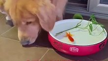 动物之间的爱