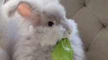 呜呜怎么会有这么可爱的小兔吃播！像个会动的毛绒玩具～