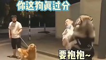 狗狗的攀比心理太强啦哈哈哈