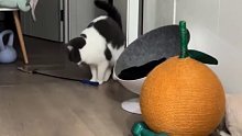 没想到猫也能逗猫
