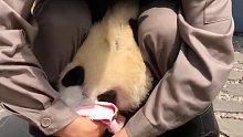 饲养员给大熊猫擦嘴，动作迅疾如风！像极了“杀猪”现场