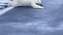 下面由北极熊来向您演示：如何安全地穿过冰面