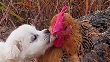 天冷了，找鸡妈妈取暖
