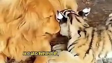 小老虎从小吃狗狗的奶，长大后，老虎把狗狗当成自己的妈妈每天黏