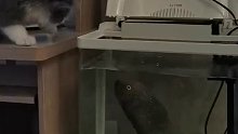 再次刷新了我对猫和鱼关系的认知。