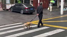 网友：上海爷叔独特的遛狗方式引人注目