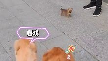 气场一点也不输