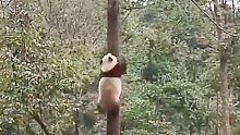 熊猫，，一直被模仿，，从没被超越，？？