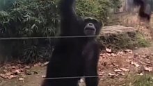高智商大猩猩，简直太聪明了