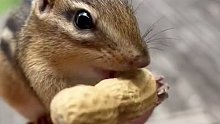 好可爱的小松鼠