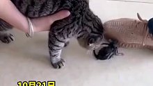 猫咪不抓老鼠被主人教育