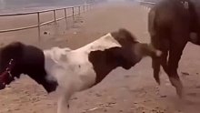 一言不合就干架，这动物干架比人有意思多了！