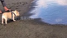 狗：这大海的味道，也不好闻呀