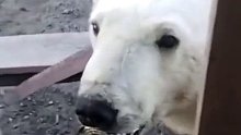 饥饿无法进食的北极熊舌头被罐头卡住向人类求助…