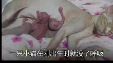 养了多年小猫丢了