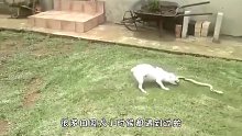 “倒霉”的蛇被狗当成绳子“拔河”