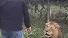 饲养员给狮子投喂食物，从眼神看得出来它想要的不止那块肉