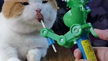 猫：我才不是那种可以随便玩的小猫咪