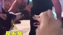 二哈萨摩吵不停，主人撒手秒变怂