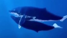 鲸鱼妈妈去世，鲸鱼宝宝用尽全力撑起，不愿看到自己的母亲沉底