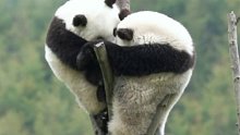 大熊猫：谁说我是假熊猫