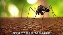 为什么你特招蚊子，蚊子吸血过程到底有多恐怖？如何如