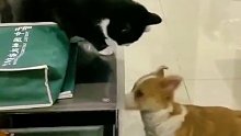 霸道的猫咪多么不讲理，瞧把狗狗欺负成啥样了
