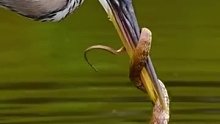 鹭捕杀一条蛇，真是优雅的猎手