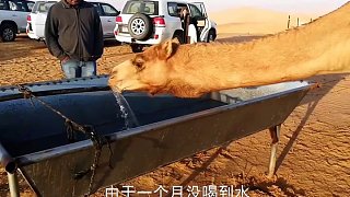 骆驼一个月没喝水，再次见到水源，一口气就喝掉了120公斤！